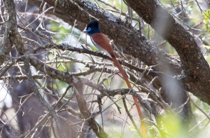 African Paradise Flycatcher