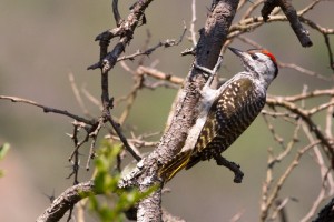 Cardinal Woodpecker (Juv)