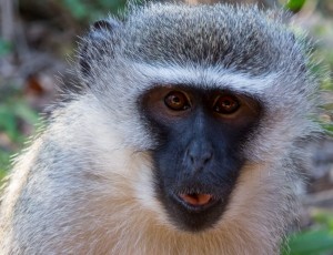Monkey1