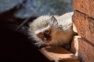 Monkey2