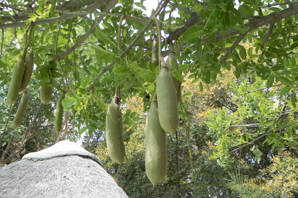 p1020755