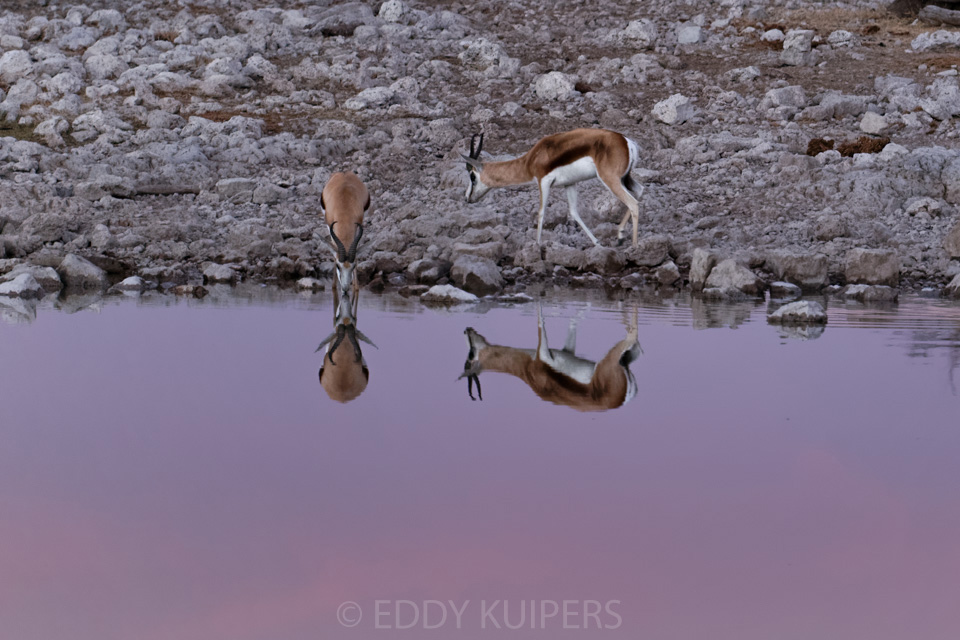 Springbok spiegel (C)