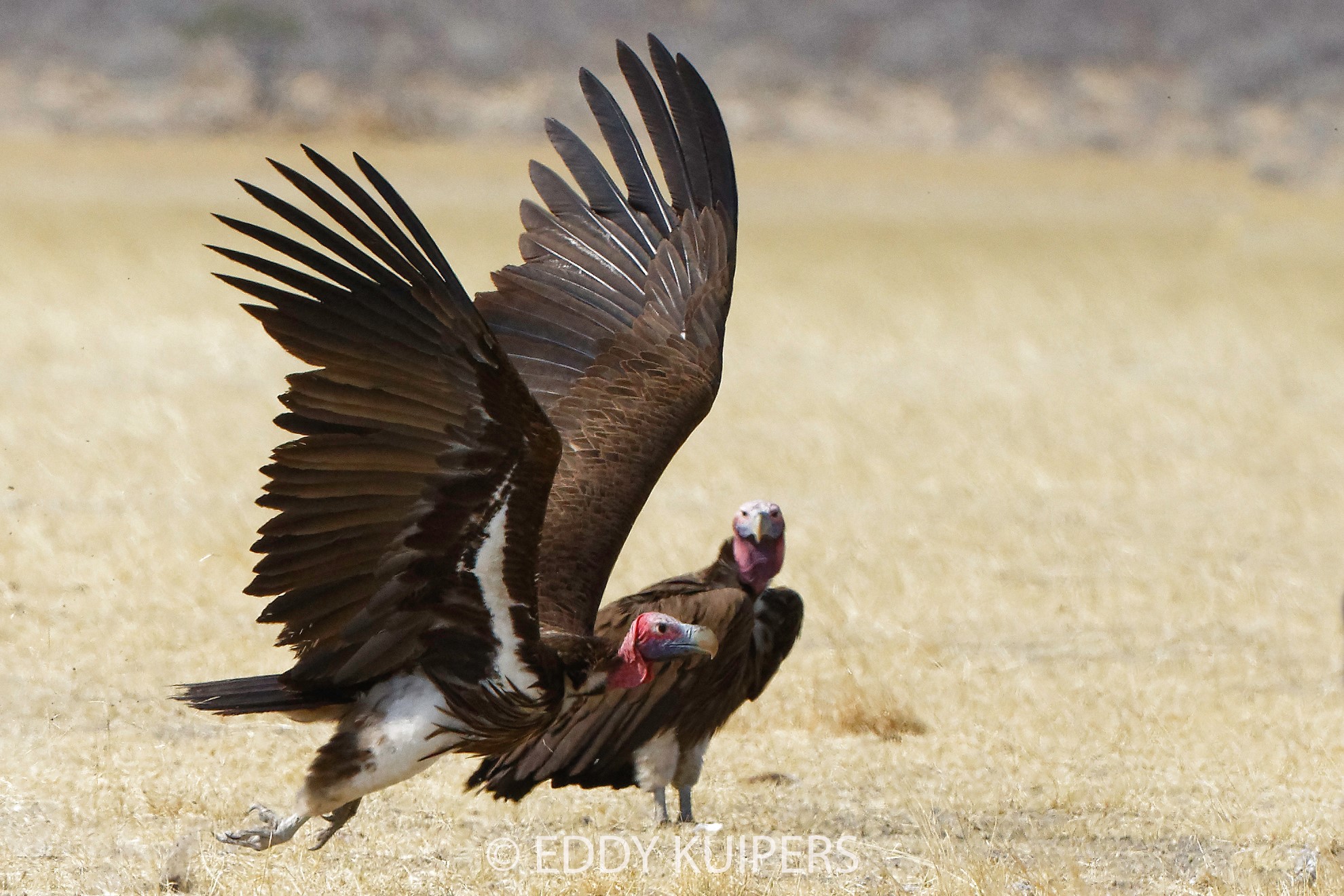 lapped-faced-vulture-2