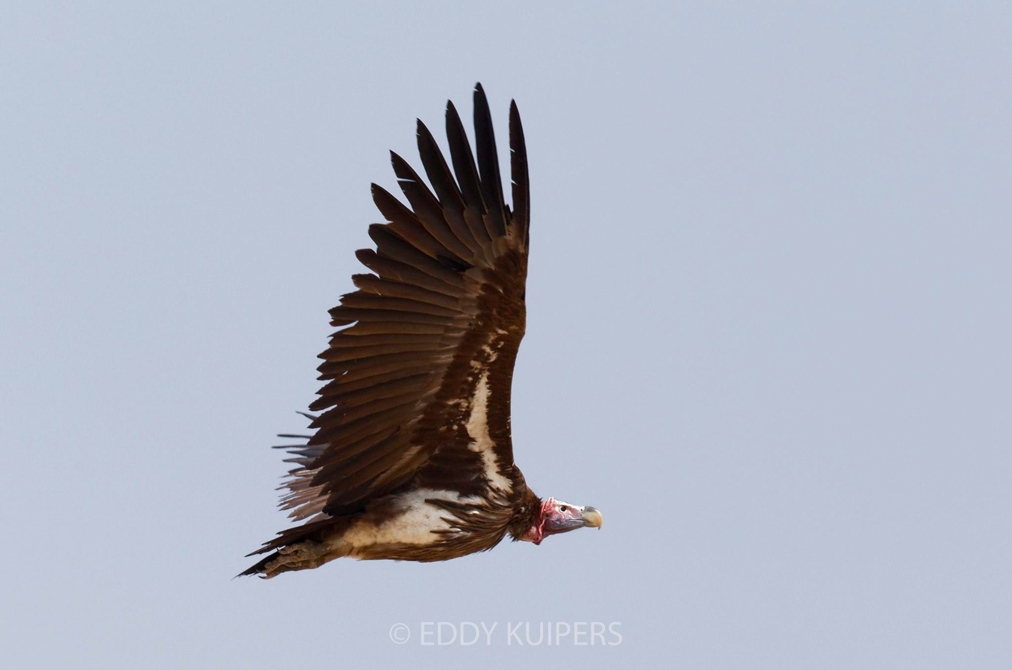 lapped-faced-vulture