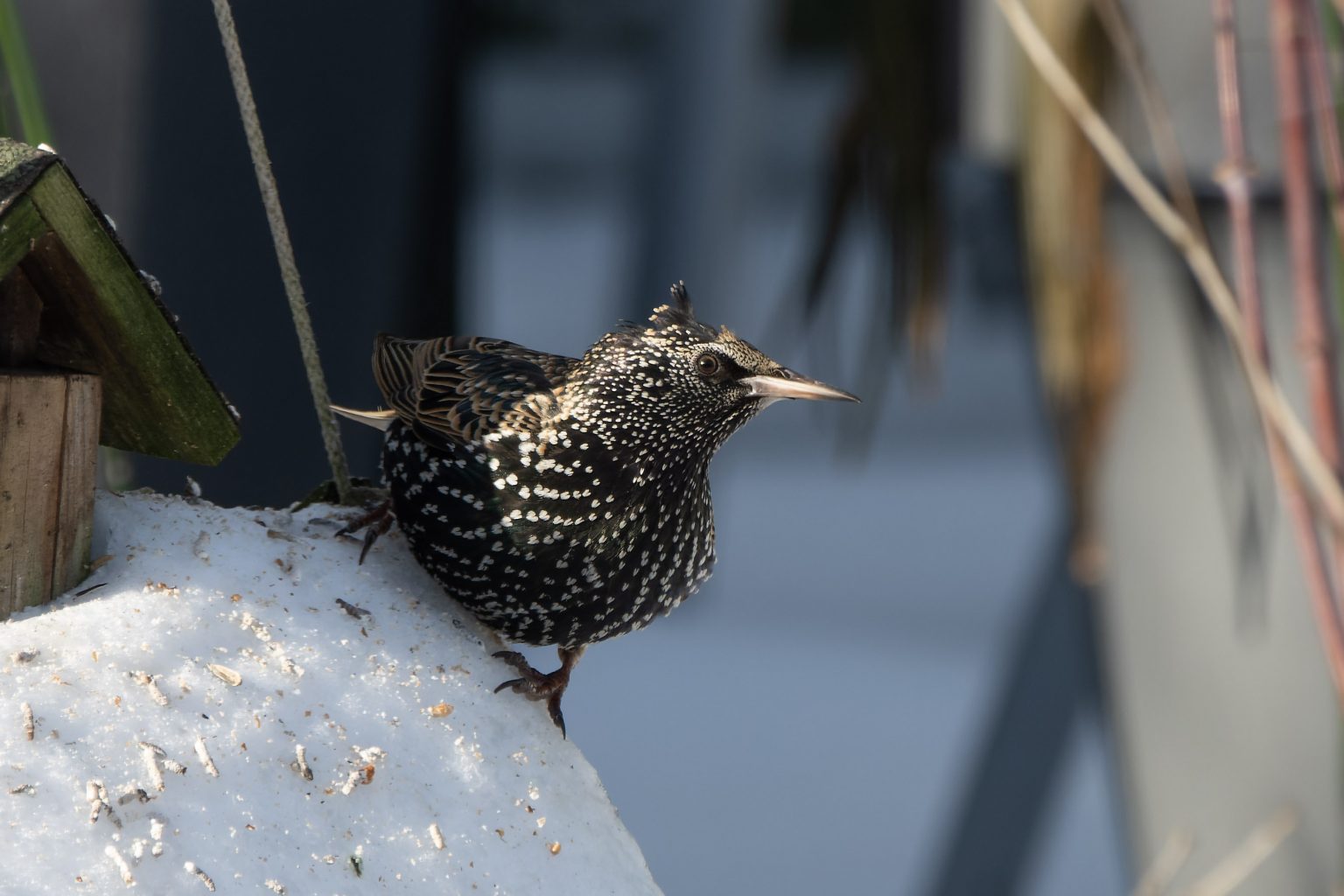 Spreeuw in de tuin Eddy Kuipers